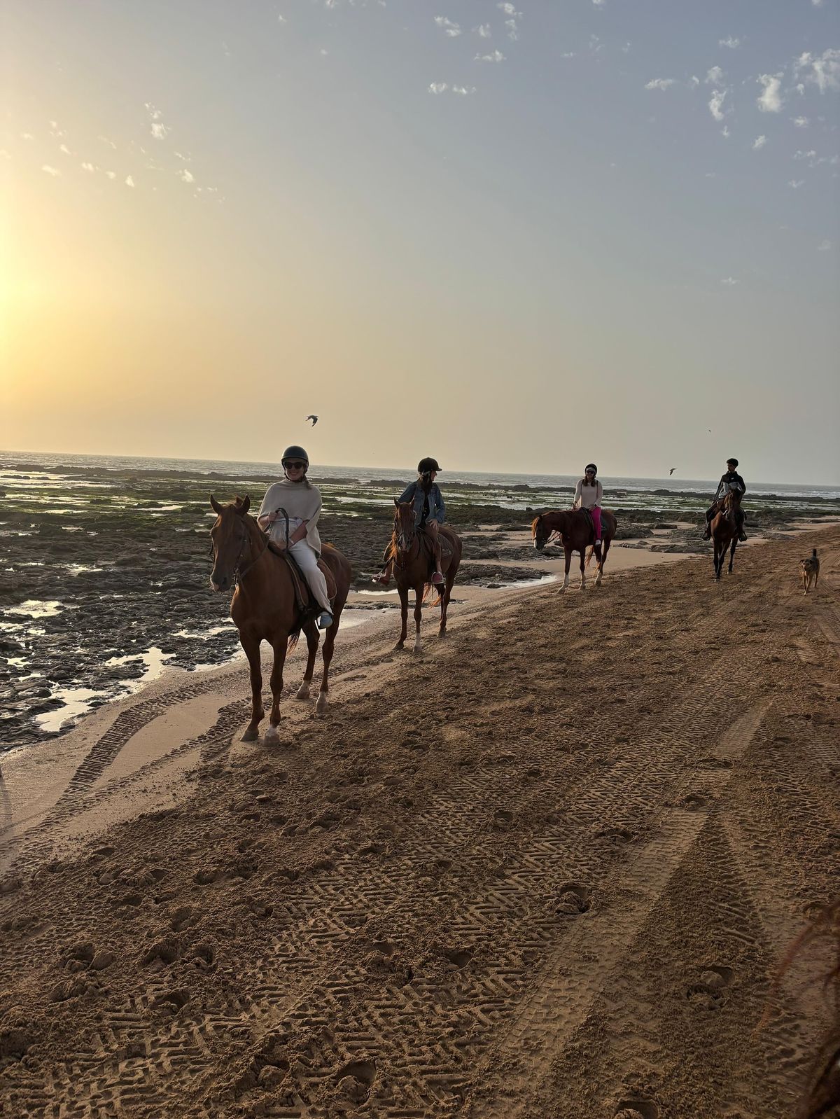 Full day beach horse adventure
